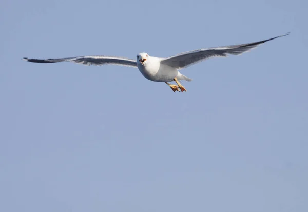 空を飛ぶカモメ — ストック写真