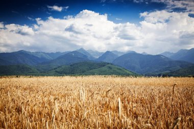 Arkaplanda buğday tarlası ve dağlar - yaz manzarası