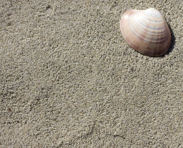 Muscheln Auf Sand Strand Hintergrund — Stockfoto