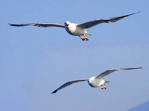 Måger Flyver Himlen - Stock-foto