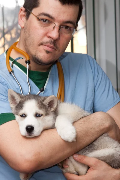 Ветеринар Осматривает Собаку Больнице — стоковое фото