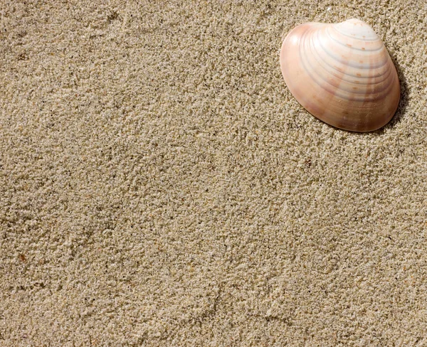 Shells Sand Beach Background — Stock Photo, Image