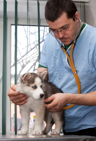 Vétérinaire Examinant Chien Hôpital — Photo