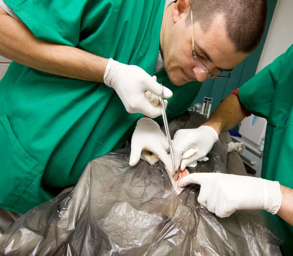 Veterinarian Surgery Operating Room — Stock Photo, Image