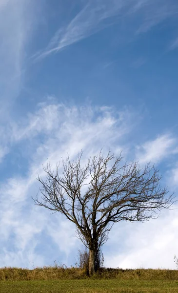Δέντρο Που Μεγαλώνει Γαλάζιο Ουρανό — Φωτογραφία Αρχείου