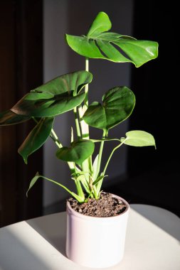 Monstera ya da bölünmüş yapraklı filodendron (Monstera deliciosa) bir saksı içinde ev bitkileri yetiştirir.
