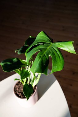 Monstera ya da bölünmüş yapraklı filodendron (Monstera deliciosa) bir saksı içinde ev bitkileri yetiştirir.