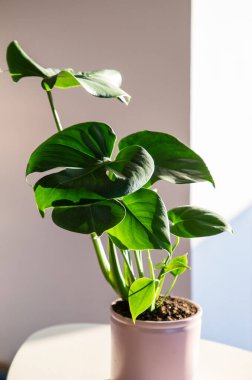 Monstera ya da bölünmüş yapraklı filodendron (Monstera deliciosa) bir saksı içinde ev bitkileri yetiştirir.