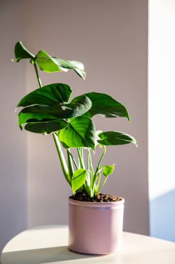 Monstera ya da bölünmüş yapraklı filodendron (Monstera deliciosa) bir saksı içinde ev bitkileri yetiştirir.