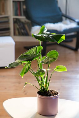 Monstera ya da bölünmüş yapraklı filodendron (Monstera deliciosa) bir saksı içinde ev bitkileri yetiştirir.