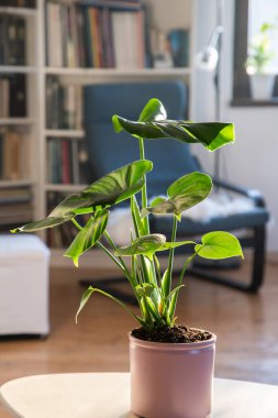Monstera ya da bölünmüş yapraklı filodendron (Monstera deliciosa) bir saksı içinde ev bitkileri yetiştirir.