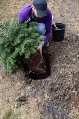 Adam arka bahçeye köknar ağacı dikiyor.