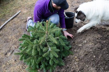 Adam arka bahçeye köknar ağacı dikiyor.
