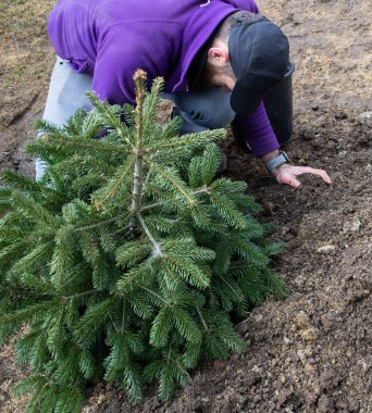 Adam arka bahçeye köknar ağacı dikiyor.