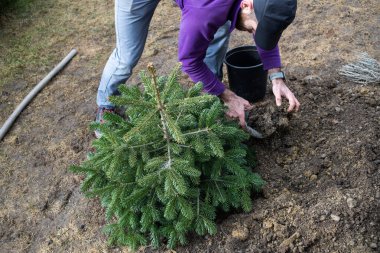 Adam arka bahçeye köknar ağacı dikiyor.