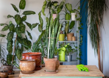  Ev bahçesinde ev bitkileri.