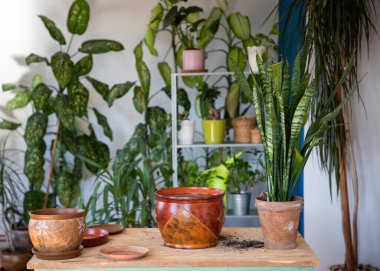  Ev bahçesinde ev bitkileri.