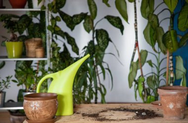  Ev bahçesinde ev bitkileri.