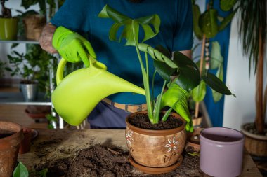 Evin içine çiçek eken bir adam. Bahçeyle uğraşıyor.