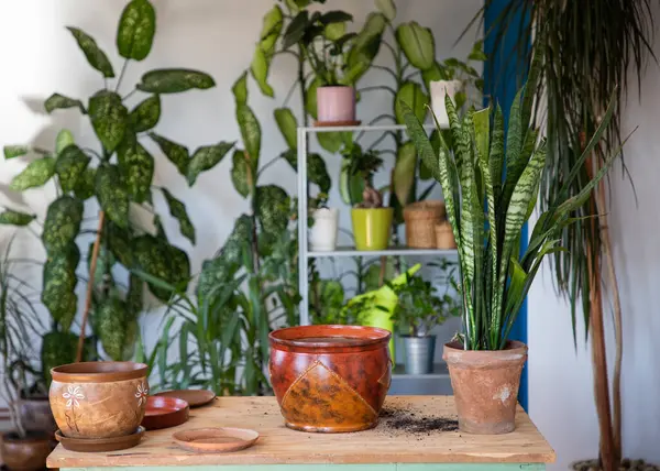  Ev bahçesinde ev bitkileri.