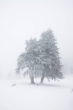 Karlı kış manzarasının Noel arkaplanı kar veya köknar ağaçlarıyla kaplı - kış büyülü bayramı