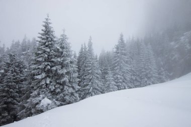 Karlı kış manzarasının Noel arkaplanı kar veya köknar ağaçlarıyla kaplı - kış büyülü bayramı