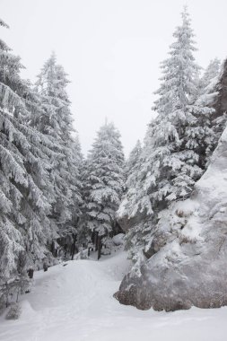 Karlı kış manzarasının Noel arkaplanı kar veya köknar ağaçlarıyla kaplı - kış büyülü bayramı