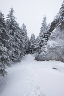 Karlı kış manzarasının Noel arkaplanı kar veya köknar ağaçlarıyla kaplı - kış büyülü bayramı