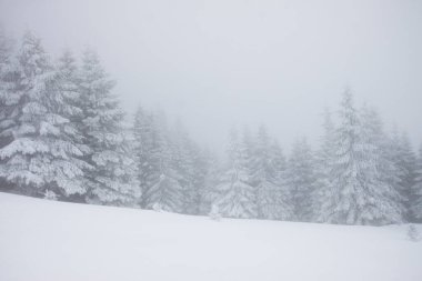 Karlı kış manzarasının Noel arkaplanı kar veya köknar ağaçlarıyla kaplı - kış büyülü bayramı