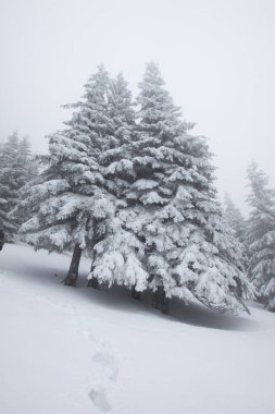 Karlı kış manzarasının Noel arkaplanı kar veya köknar ağaçlarıyla kaplı - kış büyülü bayramı