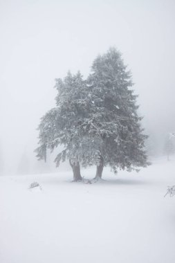 Karlı kış manzarasının Noel arkaplanı kar veya köknar ağaçlarıyla kaplı - kış büyülü bayramı