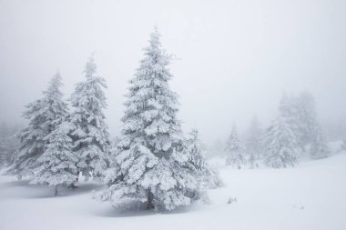 Karlı kış manzarasının Noel arkaplanı kar veya köknar ağaçlarıyla kaplı - kış büyülü bayramı
