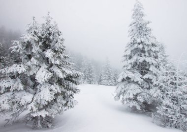 Karlı kış manzarasının Noel arkaplanı kar veya köknar ağaçlarıyla kaplı - kış büyülü bayramı