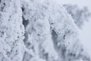 Karlı kış manzarasının Noel arkaplanı kar veya köknar ağaçlarıyla kaplı - kış büyülü bayramı