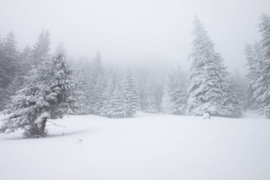 Karlı kış manzarasının Noel arkaplanı kar veya köknar ağaçlarıyla kaplı - kış büyülü bayramı