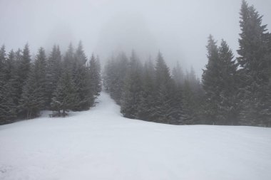 Karlı kış manzarasının Noel arkaplanı kar veya köknar ağaçlarıyla kaplı - kış büyülü bayramı