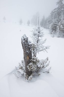 Karlı kış manzarasının Noel arkaplanı kar veya köknar ağaçlarıyla kaplı - kış büyülü bayramı