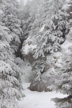 Karlı kış manzarasının Noel arkaplanı kar veya köknar ağaçlarıyla kaplı - kış büyülü bayramı