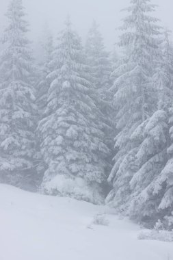 Karlı kış manzarasının Noel arkaplanı kar veya köknar ağaçlarıyla kaplı - kış büyülü bayramı