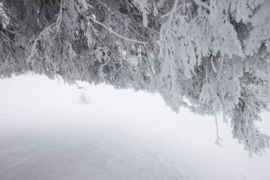 Karlı kış manzarasının Noel arkaplanı kar veya köknar ağaçlarıyla kaplı - kış büyülü bayramı