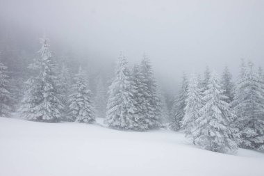 Karlı kış manzarasının Noel arkaplanı kar veya köknar ağaçlarıyla kaplı - kış büyülü bayramı
