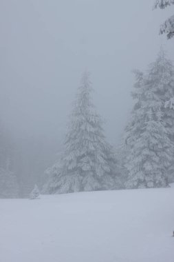 Karlı kış manzarasının Noel arkaplanı kar veya köknar ağaçlarıyla kaplı - kış büyülü bayramı