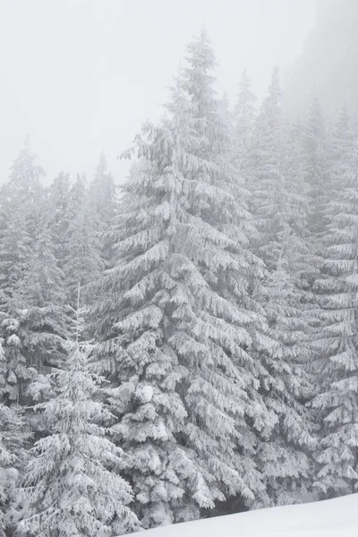 Χριστουγεννιάτικο Φόντο Χιονισμένο Χειμερινό Τοπίο Χιόνι Hoarfrost Καλύπτονται Έλατα Χειμώνα — Φωτογραφία Αρχείου