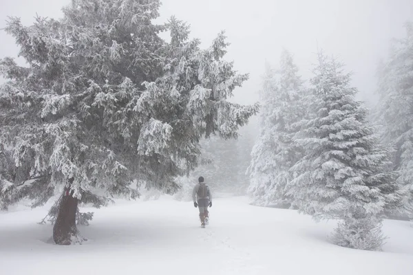 Man Met Een Rugzak Een Besneeuwde Bosachtergrond — Stockfoto