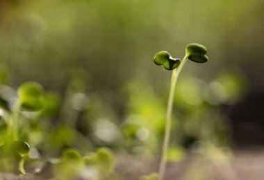 Taze yeşil fideler sağlıklı ekolojik gıda mikro yeşillikleri yetiştiriyor.