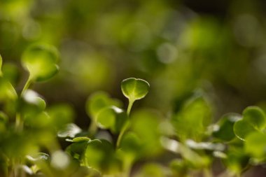 Taze yeşil fideler sağlıklı ekolojik gıda mikro yeşillikleri yetiştiriyor.