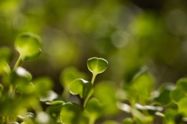 Taze yeşil fideler sağlıklı ekolojik gıda mikro yeşillikleri yetiştiriyor.