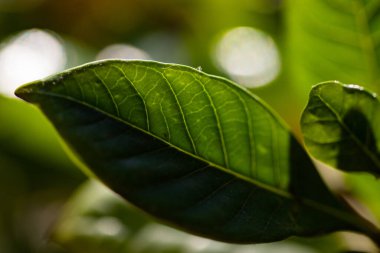 Arkadaki yeşil yapraklı egzotik bitki