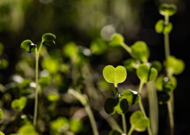 Taze yeşil fideler sağlıklı ekolojik gıda mikro yeşillikleri yetiştiriyor.