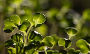 Taze yeşil fideler sağlıklı ekolojik gıda mikro yeşillikleri yetiştiriyor.